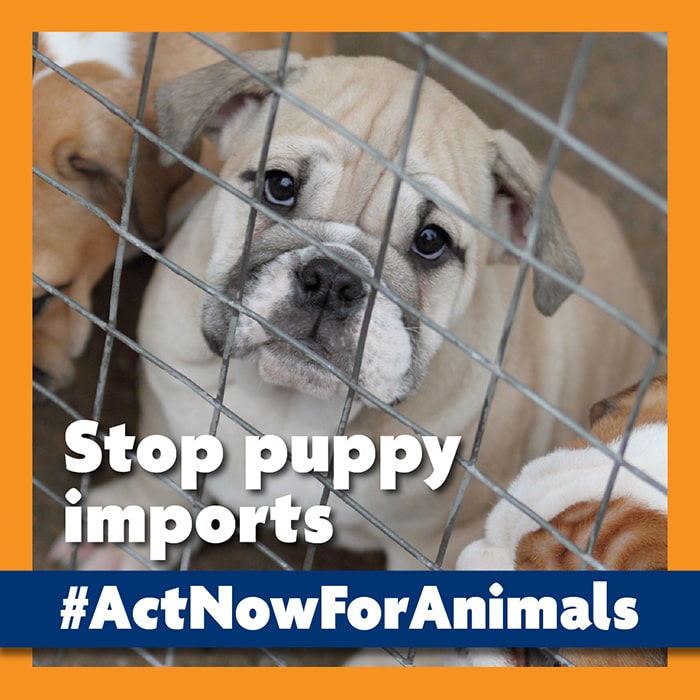 Stop puppy imports © RSPCA