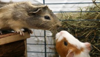 two guinea pigs grett © RSPCA