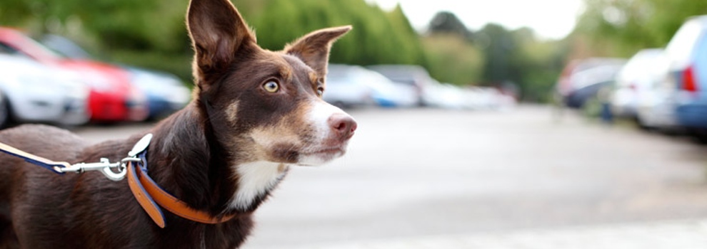 Red Tri Border Collie Dog standing in car park © RSPCA