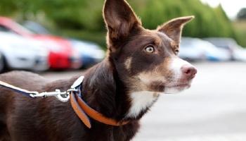 Red Tri Border Collie Dog standing in car park