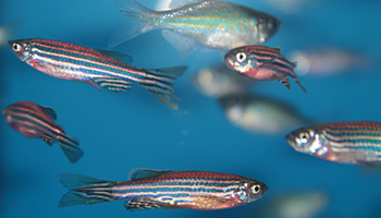 Group of small fish