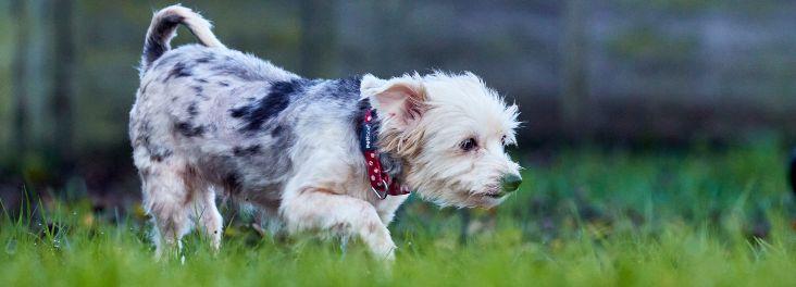 Dog walking through a field