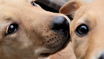 Close-up of two mixed-breed puppies faces © RSPCA