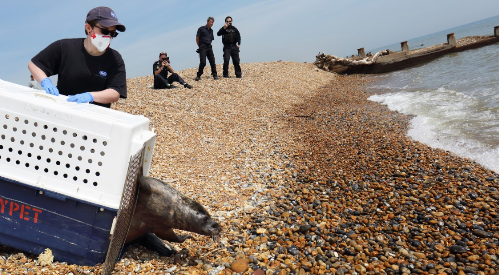 Seal being released