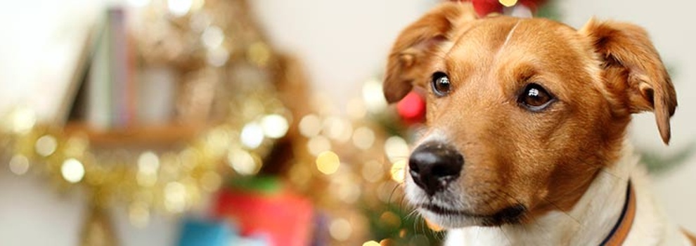 Dog at Christmas © RSPCA