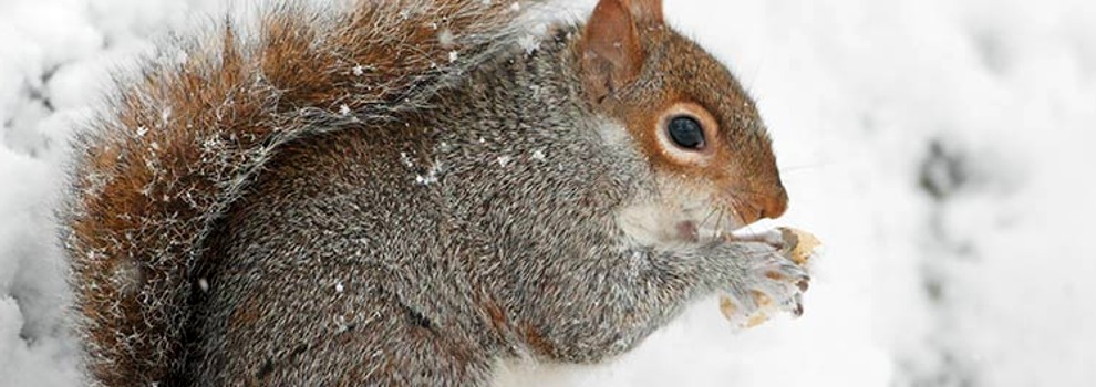 close-up of squirrel eating an acorn in the snow © RSPCA photolibrary