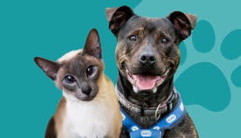 Cat and dog on a blue background © RSPCA