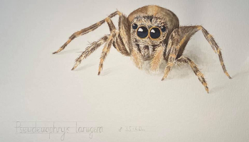 Thomas Moore winner of our art comp © RSPCA