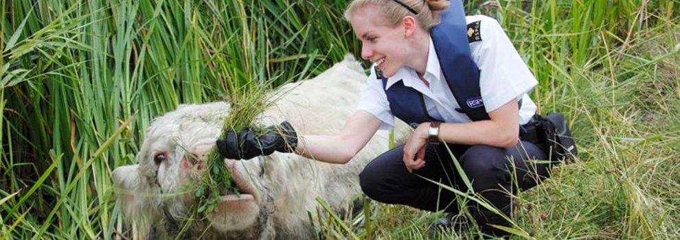 Rescue of Bull from Drainage Ditch © RSPCA