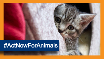 Act now for animals © RSPCA