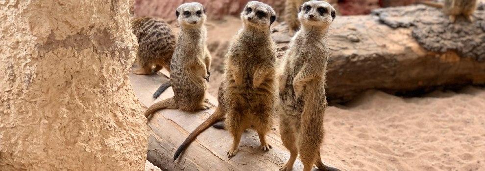 meerkats standing up on alert