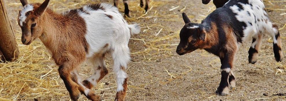 Goats trotting © Alexas_Fotos /Unsplash