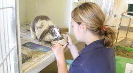 Animal Care Assistant Anna Lindley feeding a rabbit © RSPCA photolibrary