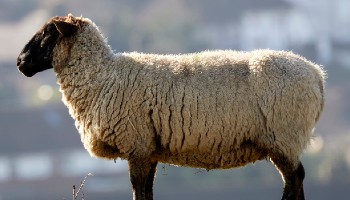 Sheep standing outside