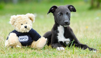 Dog next to an RSPCA teddy