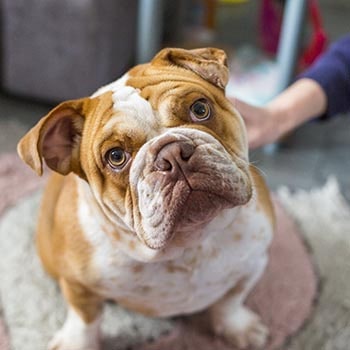 Daisy the RSPCA rescue dog