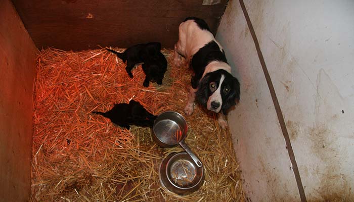 Dog with her pups in a a small pen