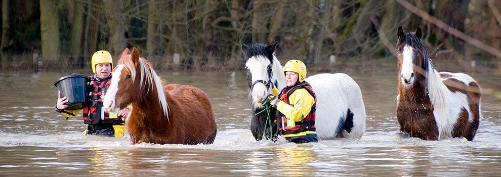 RSPCA rescue officers leading three horses to safety from rising flood water.