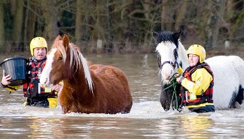 RSPCA Inspectors rescuing stranded horses in flood water © RSPCA