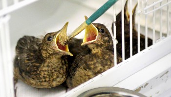 Baby birds feeding