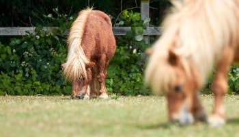 Horses grazing in a field © RSPCA