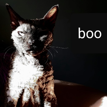 Best In Show winner Mishka the Devon Rex cat © RSPCA