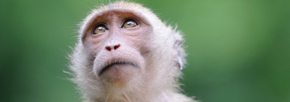 close-up of Macaque monkey © RSPCA