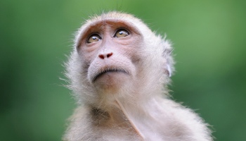 close-up of Macaque monkey © RSPCA
