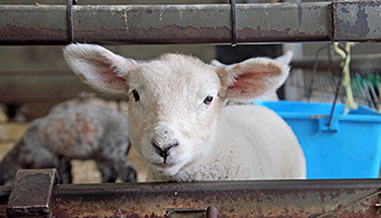 Little lamb at a farm © RSPCA