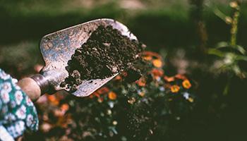 planting a flower in the garden using a trowel © Lisa Fotios