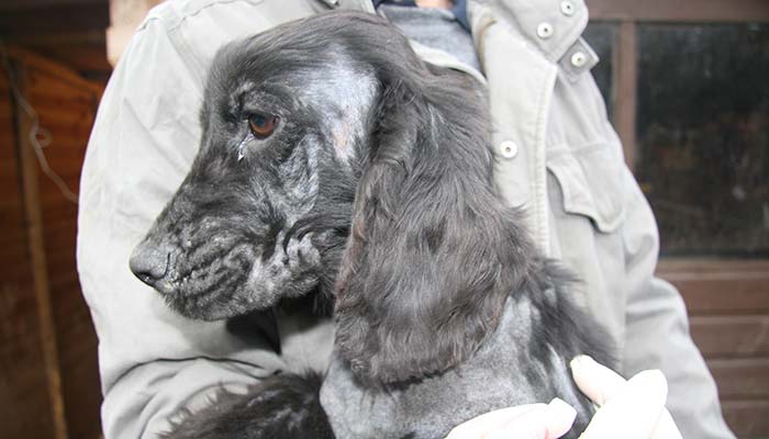 Puppy farm dog with skin condition