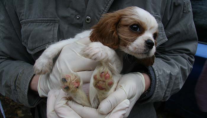 Puppy rescued from puppy farm