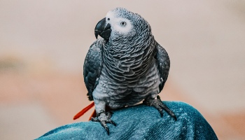 grey parrot perching on human leg © Ralph Ravi Kayden / Unsplash