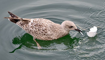 Seagull eating a polystyrene cup © RSPCA
