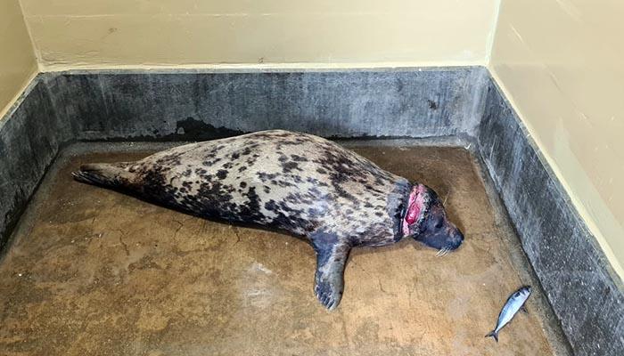 Seal with a deep 7cm plastic ring wound round neck © RSPCA