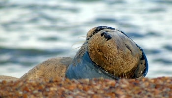 Seal with neck caught in litter © RSPCA