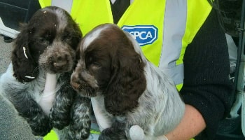 Imported puppy rescue © RSPCA