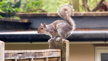 grey squirrel perched on fence post © RSPCA