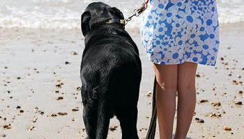 back of black labrador dog and woman standing on beach © RSPCA