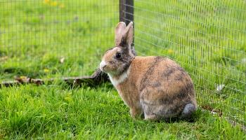 Tonic immobility rabbits