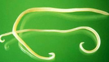close-up of worm found in pets © RSPCA