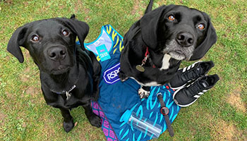 Dogs with RSPCA running top and sports gear