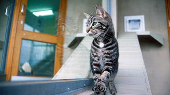 cat perched on windowsill © RSPCA