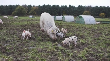 pigs grazing in an outdoor farm unit © RSPCA