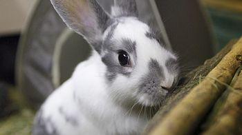 close-up of rabbit playing indoors