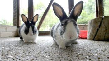 two dutch rabbits in a pen
