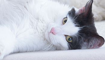 Cat lying on sofa © RSPCA