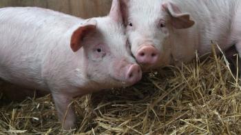 two pigs with heads together standing on straw © RSPCA