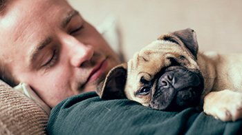 Pug sleeping on owners chest © RSPCA