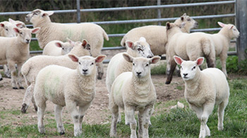 group of sheep in a field © RSPCA